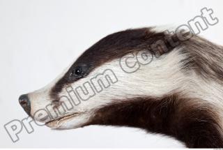 Badger head photo reference 0001